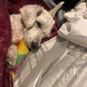 Meet your Posher, Javier